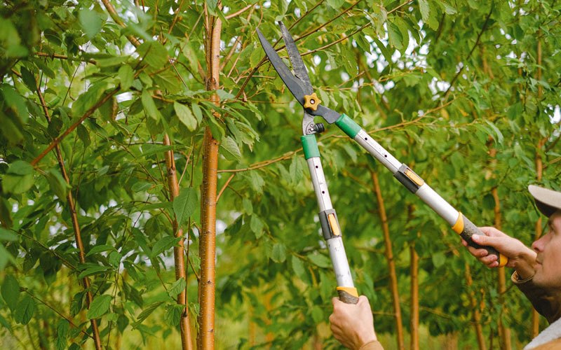 Tree trimming in Sarcoxie, MO